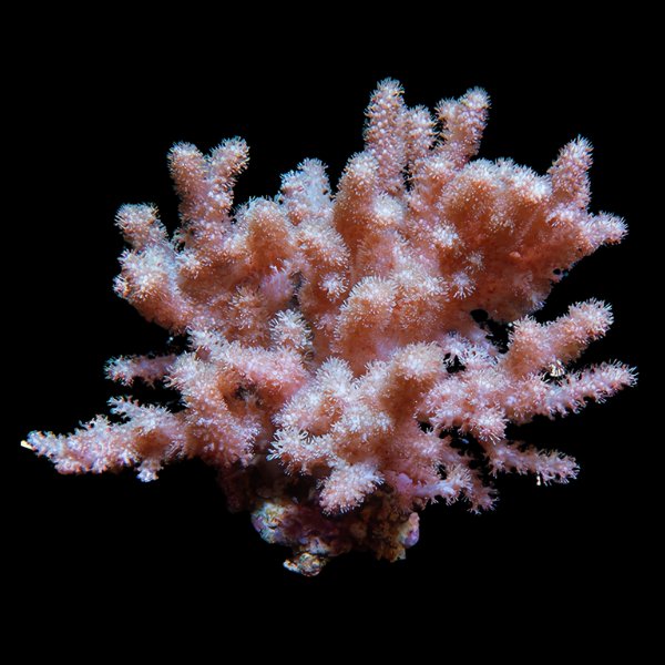 Cultured Finger Soft Coral Cauliflower Cladiella Sp - Real Aquatics