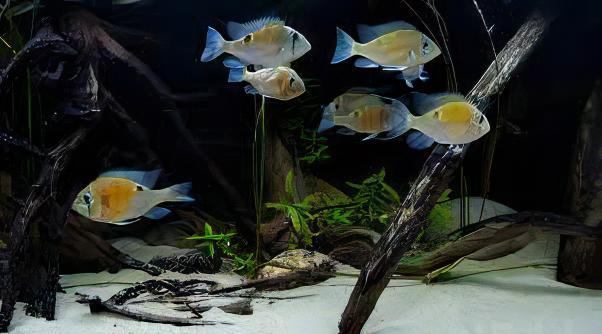 Cupid Cichlid Biotodoma Cupido 5cm - Real Aquatics
