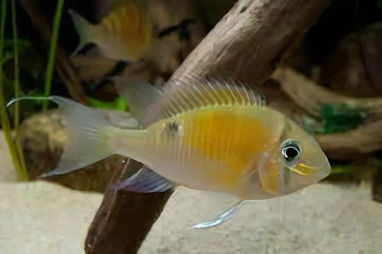 Cupid Cichlid Biotodoma Cupido 5cm - Real Aquatics