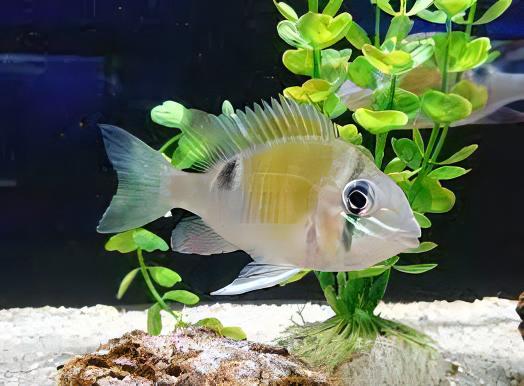 Cupid Cichlid Biotodoma Cupido 5cm - Real Aquatics