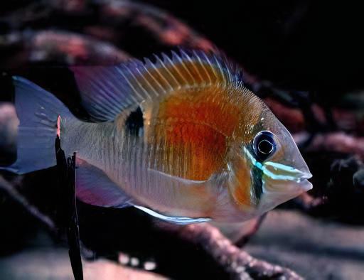 Cupid Cichlid Biotodoma Cupido 5cm - Real Aquatics