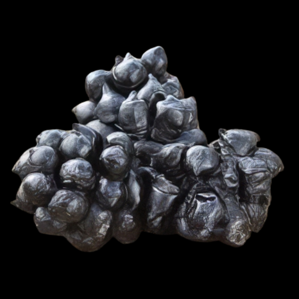 Cuttlefish Egg Sepia Sp - Real Aquatics