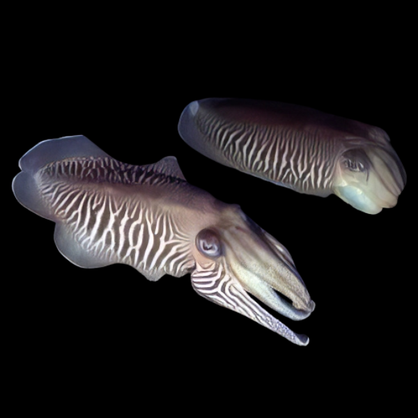 Cuttlefish Egg Sepia Sp - Real Aquatics