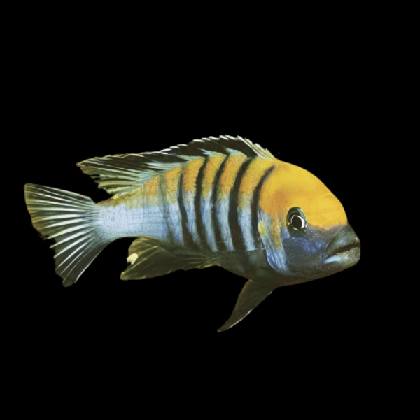 Pseudotropheus Cynotilapia Afra Cobue Malawi African Cichlid - Real Aquatics