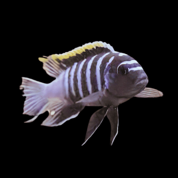 Pseudotropheus Cynotilapia Zebroides Malawi African Cichlid - Real Aquatics