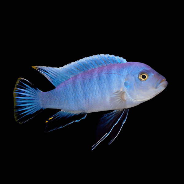 Pseudotropheus Cynotilapia Axelrodi Malawi African Cichlid - Real Aquatics