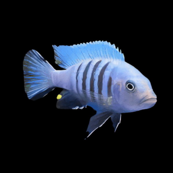 Pseudotropheus Cynotilapia Kingsizei Malawi African Cichlid - Real Aquatics