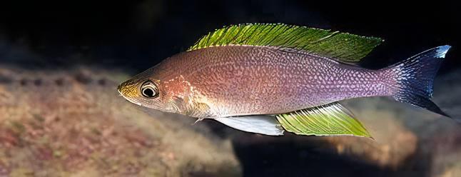 Cyprichromis Coloratus Mbita Tanganyikan African Cichlids 5cm - Real Aquatics