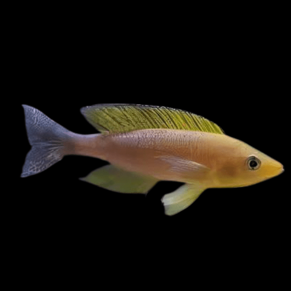 Cyprichromis Coloratus Mbita Tanganyikan African Cichlids 5cm - Real Aquatics
