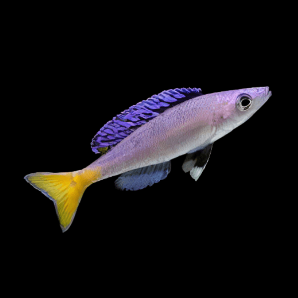 Cyprichromis Leptosoma Mpulungu Tanganyikan African Cichlids 5cm - Real Aquatics