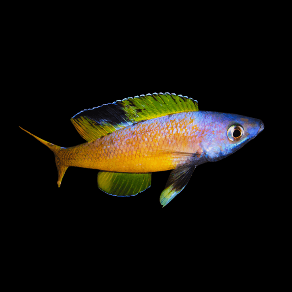 Cyprichromis Leptosoma Speckleback Tanganyikan African Cichlids 5cm - Real Aquatics