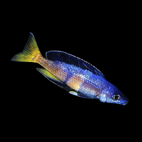 Cyprichromis Microlepidotus Kitumba Tanganyikan African Cichlids 5cm - Real Aquatics