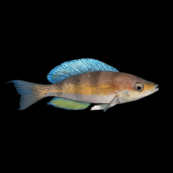 Cyprichromis Kipili Zebra Tanganyikan African Cichlids 5cm - Real Aquatics