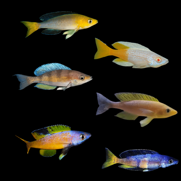 Assorted Cyprichromis Tanganyikan African Cichlids 5cm - Real Aquatics