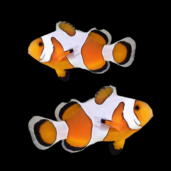 DaVinci Clown Fish Amphiprion Ocellaris Pair - Real Aquatics