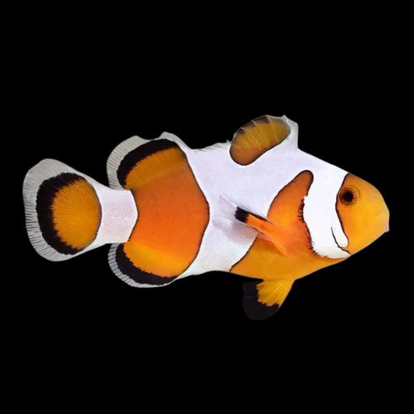 DaVinci Clown Fish Amphiprion Ocellaris - Real Aquatics