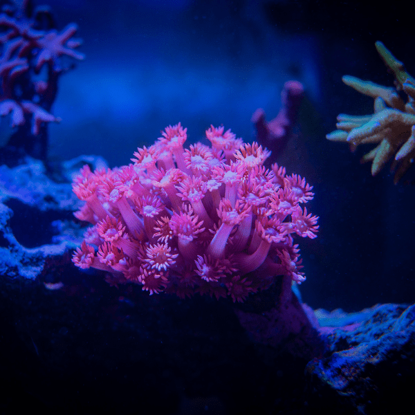 Daisy Polyp Coral Frag Goniopora Sp - Real Aquatics