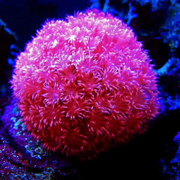 Daisy Polyp Coral Frag Goniopora Sp - Real Aquatics