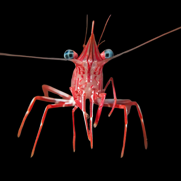 Dancing Shrimp Rhynchocinetes Durbanensis - Real Aquatics