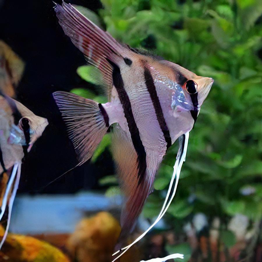 Dantum Angelfish Pterophyllum Scalare 5cm - Real Aquatics