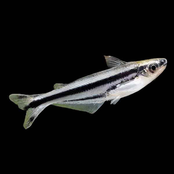 Debawi Catfish Pareutropius Buffei 5cm - Real Aquatics