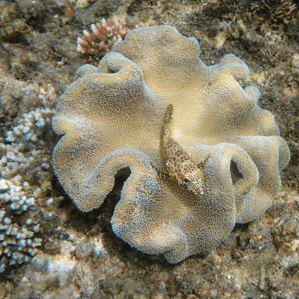 Deep Ridge Toadstool Soft Coral Sarcophyton Sp - Real Aquatics