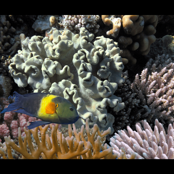 Deep Ridge Toadstool Soft Coral Sarcophyton Sp - Real Aquatics