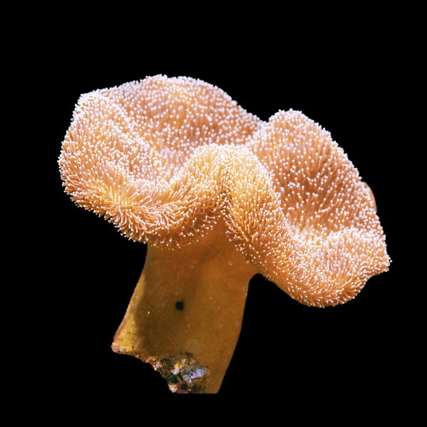 Deep Ridge Toadstool Soft Coral Sarcophyton Sp - Real Aquatics