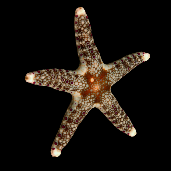 Deep Sea Starfish Neoferdina Cumingi - Real Aquatics