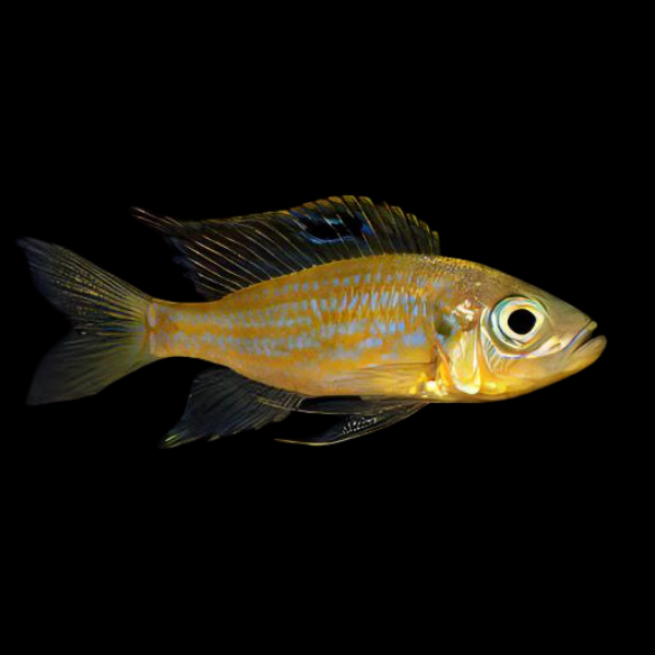 Dewindt's Cichlid Aulonocranus Dewindti 5cm - Real Aquatics