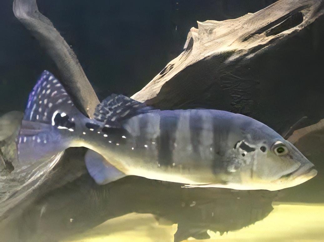 Diamond Peacock Bass