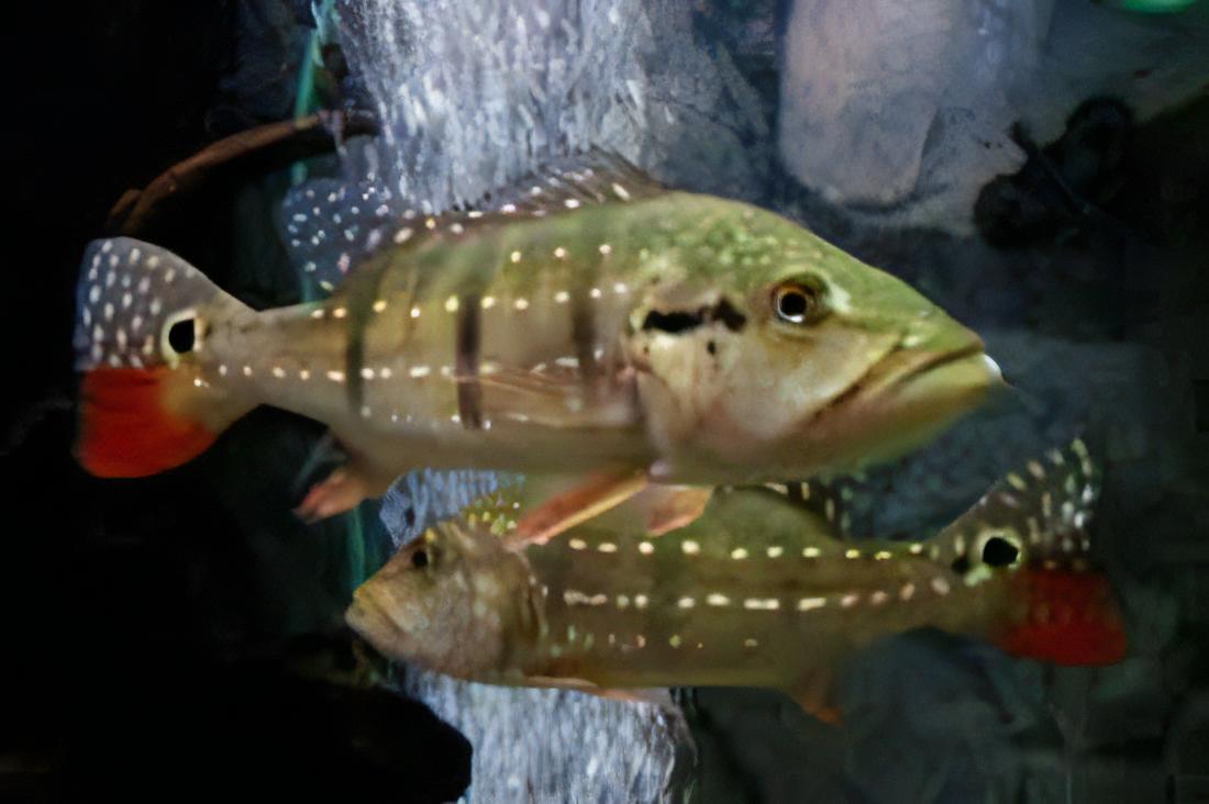 Diamond Peacock Bass