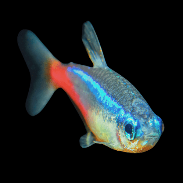 Diamond Neon Tetra Paracheirodon Innesi 2cm - Real Aquatics
