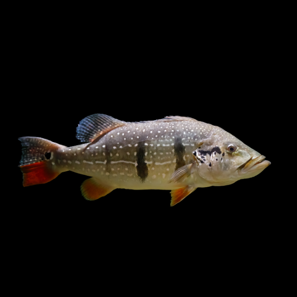 Diamond Peacock Bass