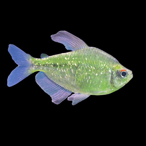 Diamond Tetra Moenkhausia Pittieri 2cm - Real Aquatics