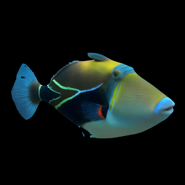 Diamond Trigger Fish Rhinecanthus Rectangulus - Real Aquatics