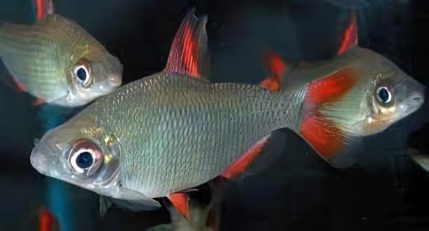 Distichodus Affinis Lefini 5cm - Real Aquatics