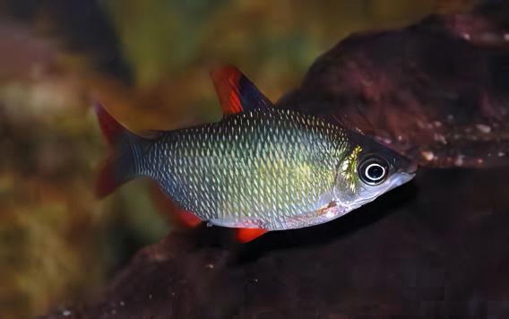 Distichodus Affinis Lefini 5cm - Real Aquatics