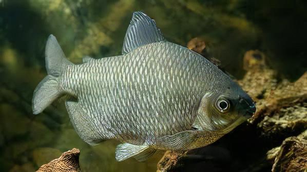 Distichodus Affinis Lefini 5cm - Real Aquatics