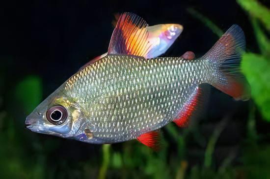 Distichodus Affinis Lefini 5cm - Real Aquatics