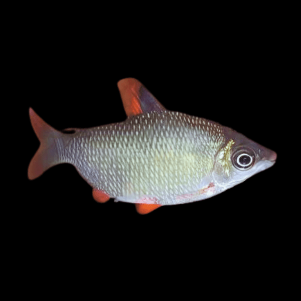 Distichodus Affinis Lefini 5cm - Real Aquatics