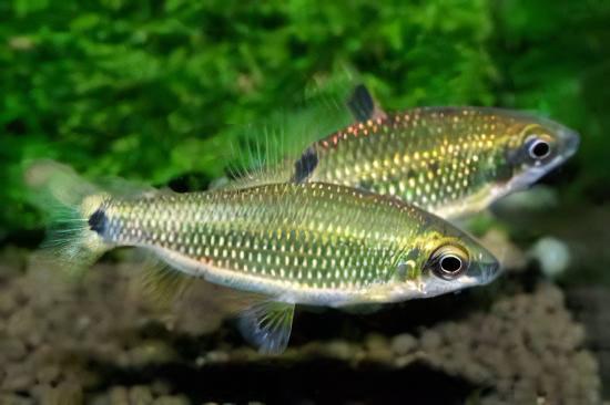Distichodus Decemmaculatus 5cm - Real Aquatics