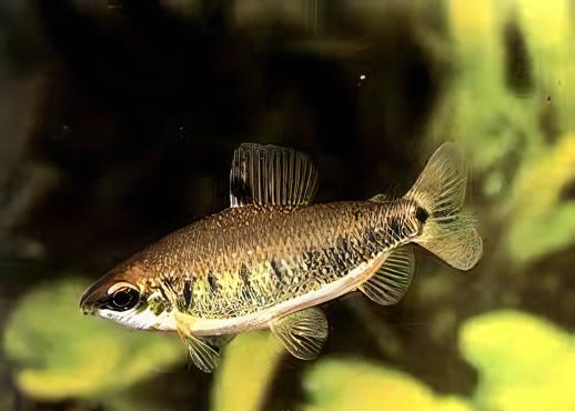 Distichodus Decemmaculatus 5cm - Real Aquatics