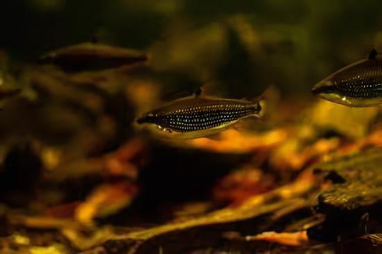 Distichodus Decemmaculatus 5cm - Real Aquatics