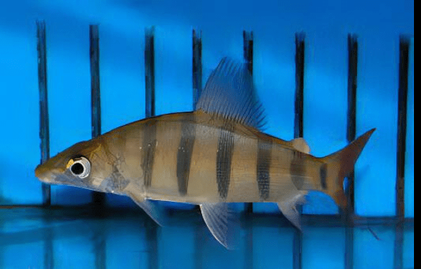 Distichodus Lusosso Long Nose 5cm - Real Aquatics