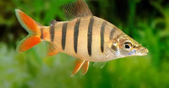 Distichodus Lusosso Long Nose 5cm - Real Aquatics