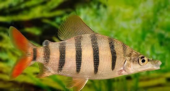 Distichodus Lusosso Long Nose 5cm - Real Aquatics