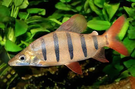 Distichodus Lusosso Long Nose 5cm - Real Aquatics