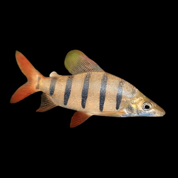 Distichodus Lusosso Long Nose 5cm - Real Aquatics