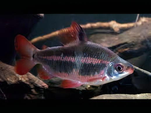 Distichodus Noboli 5cm - Real Aquatics